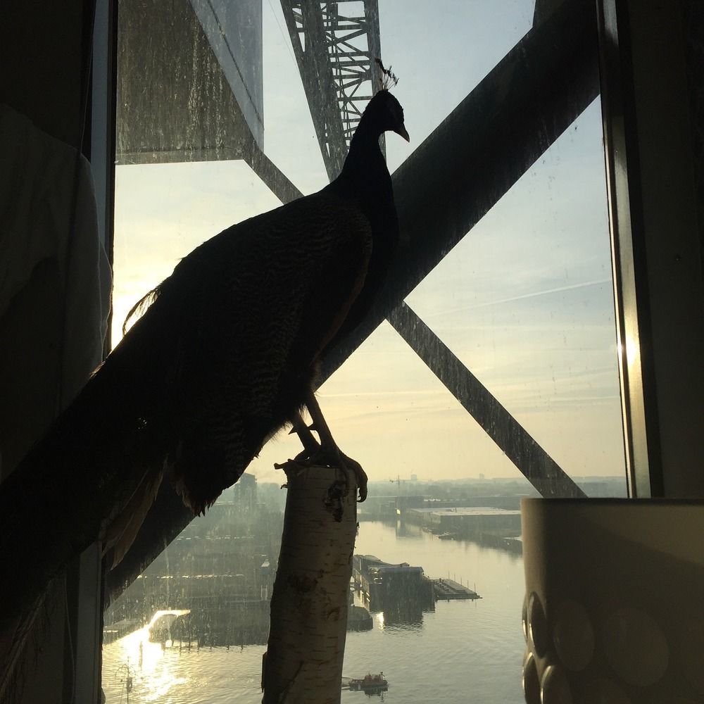 אמסטרדם Crane Hotel Faralda מראה חיצוני תמונה